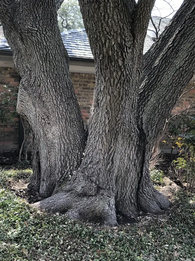 Mature heritage tree close to a Rose Hill property cared for by certified arborists